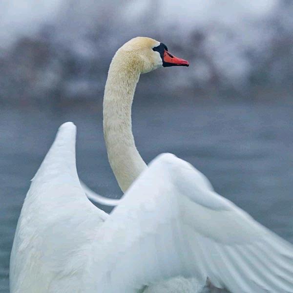 阿莲(农村宝妈)