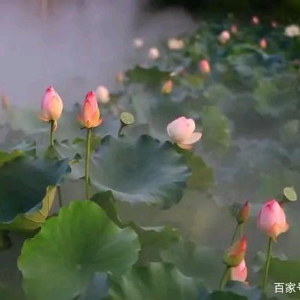 喔霍
