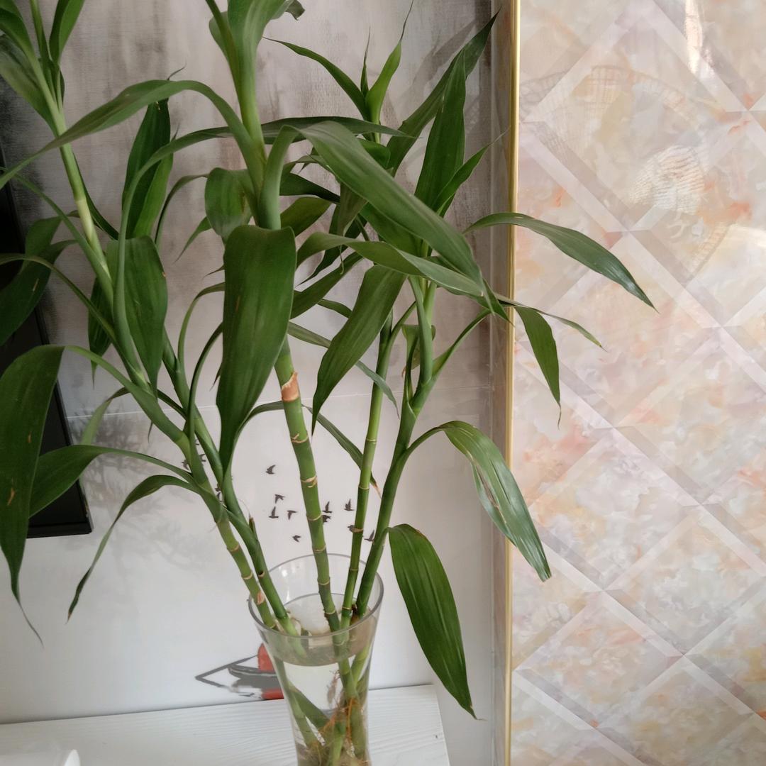 木🌸易🌸杨🍀