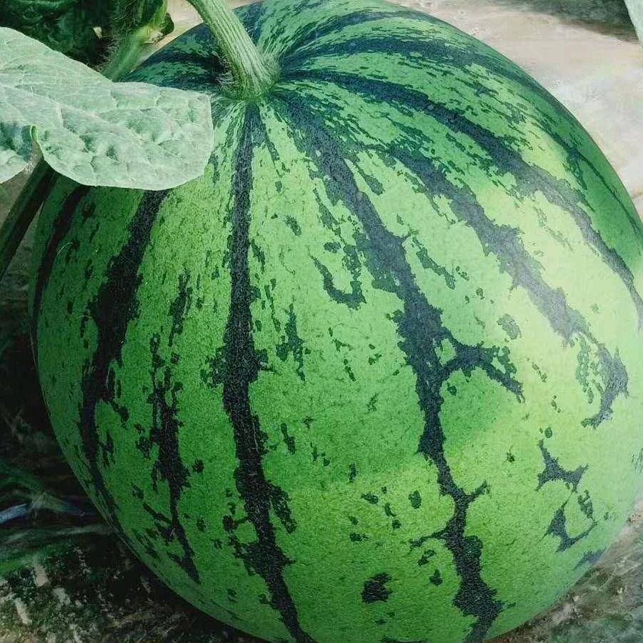 🍉华华🍉