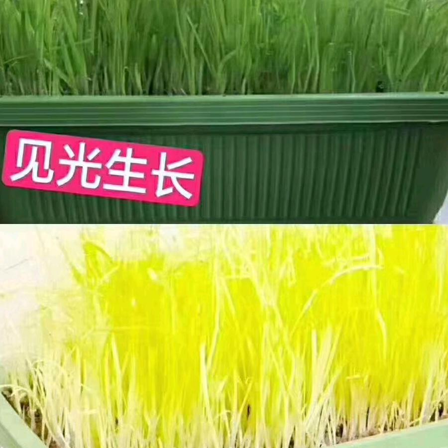 棚鲜黄韭店
