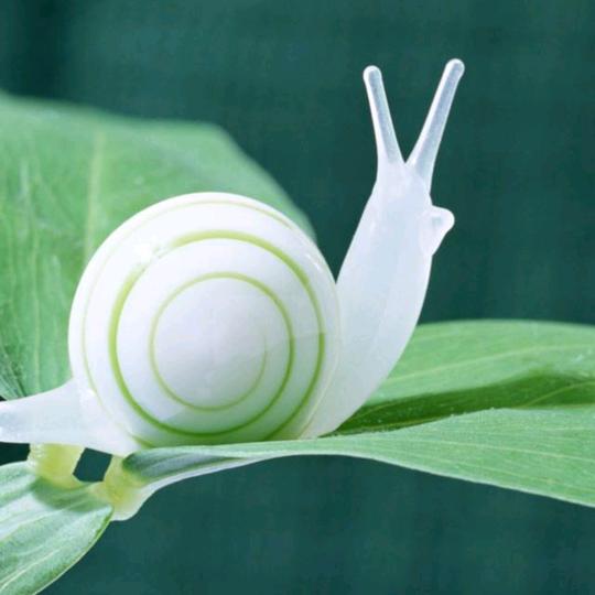 蜗牛