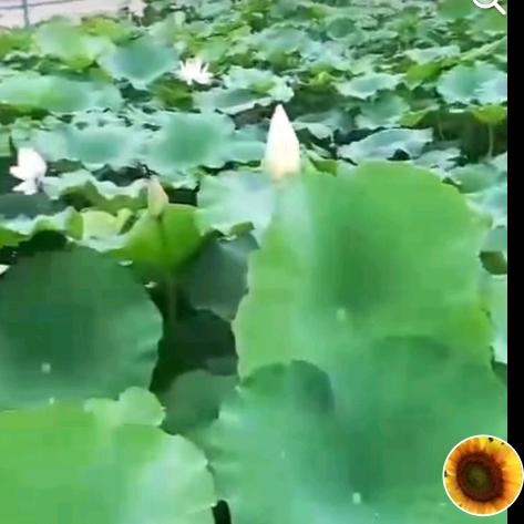 荣儿