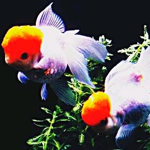 朝阳大集观赏鱼