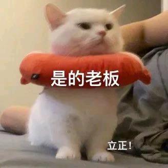 拿铁和饱饱🐱