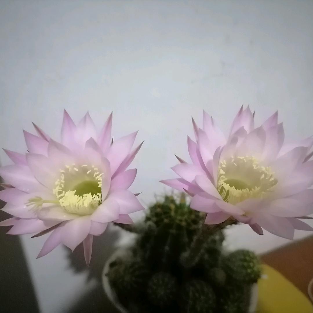 弯月