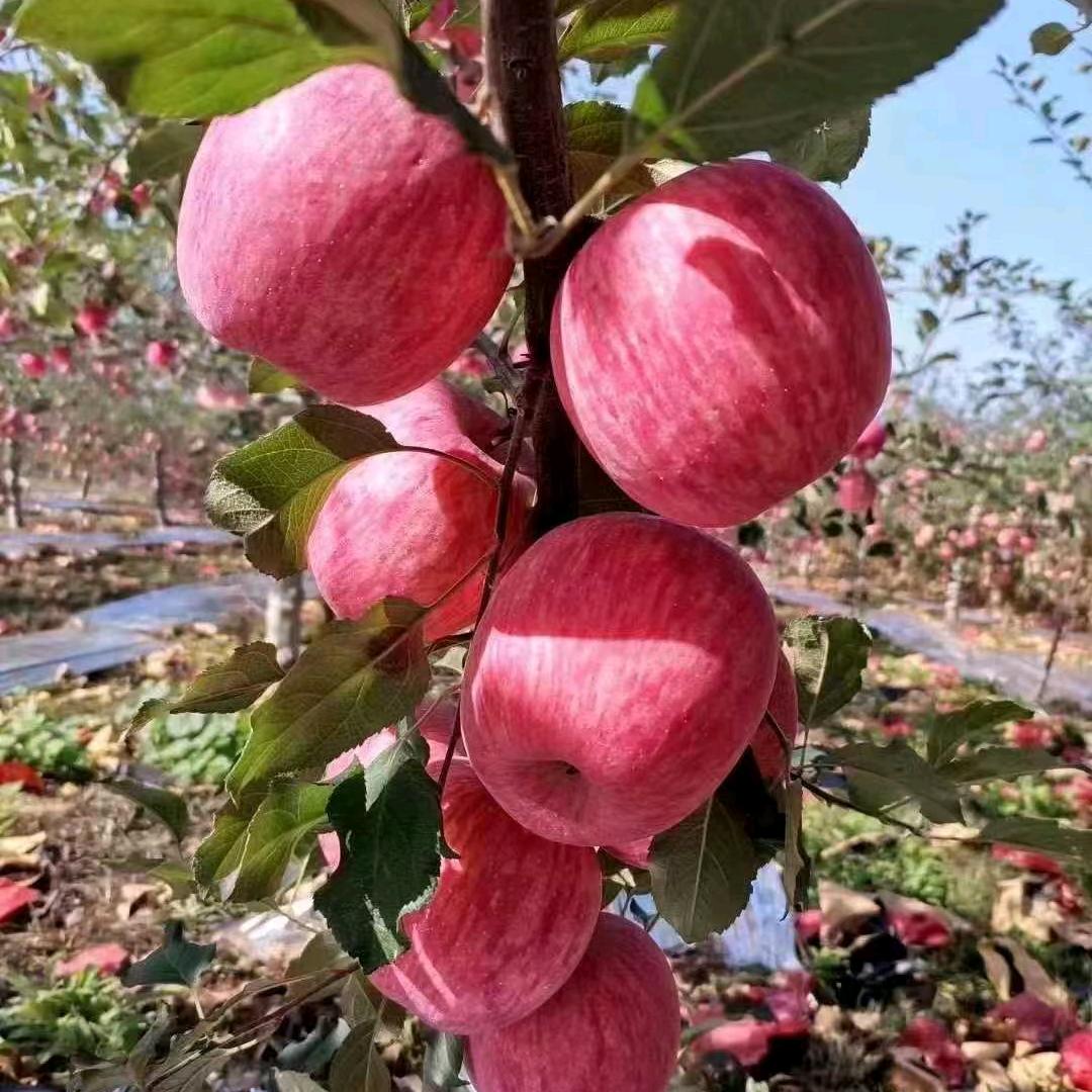 爱美的小公主。^