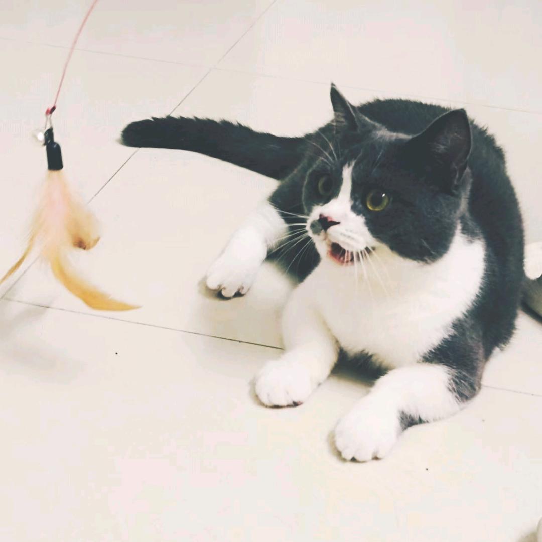 來糊粉