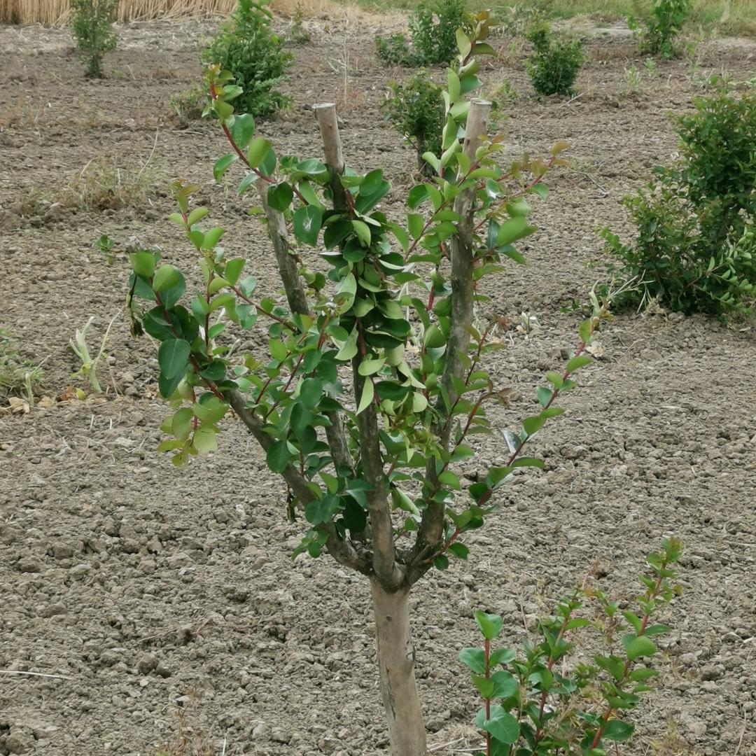 三哥（5宝爸）｛中午：12点13分首播｝