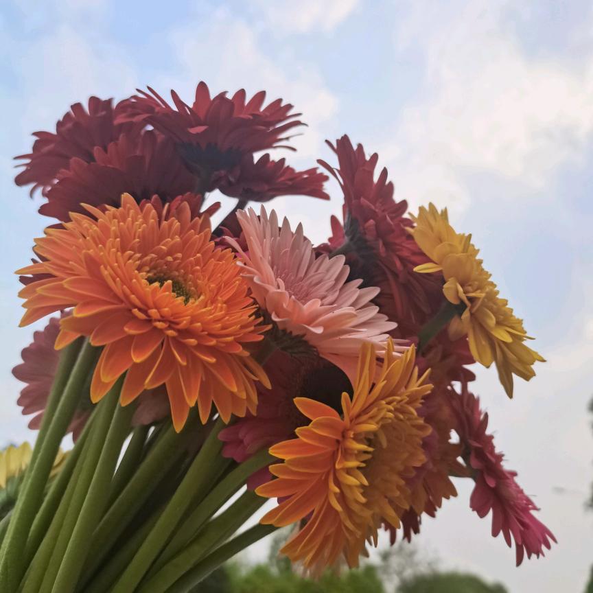 🌸雾迷蒙🌸🌴《谨言慎行》