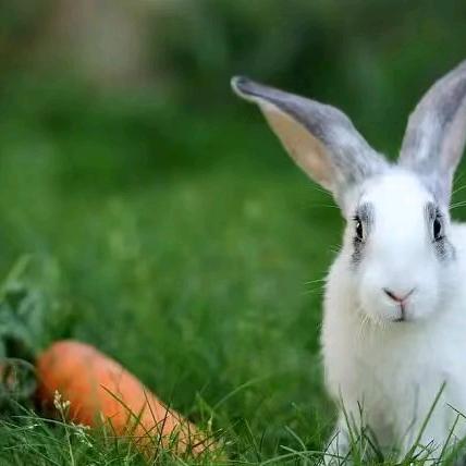 钟爱童哥🥕🐇