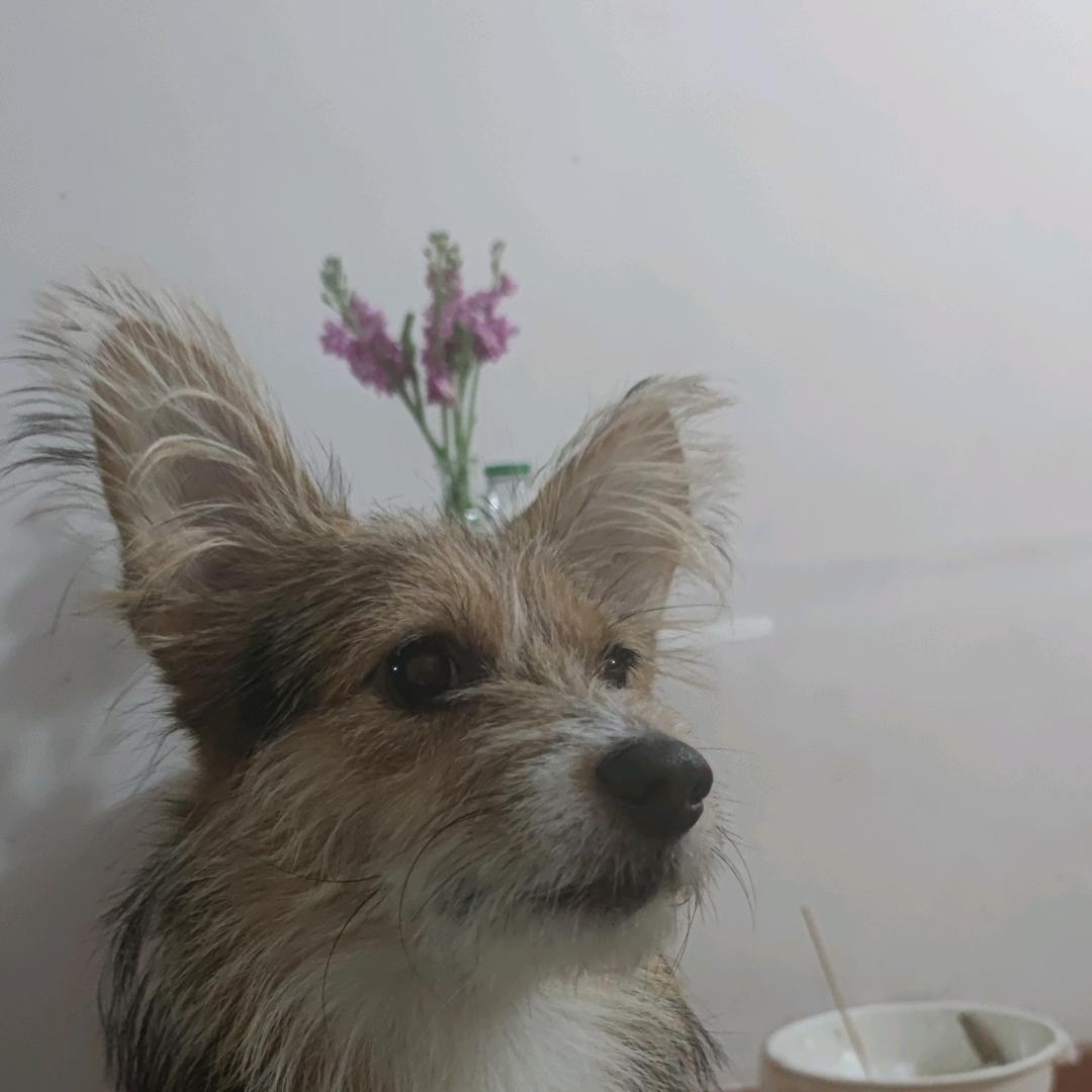 爱玩球的CoCo~        🪳