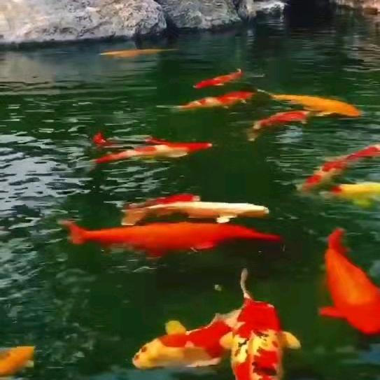 杨柳青青二月天