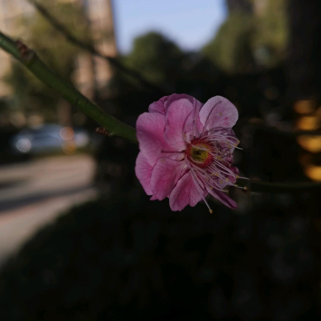 沙漠玫瑰