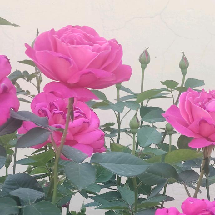 幸福一生，永结同心