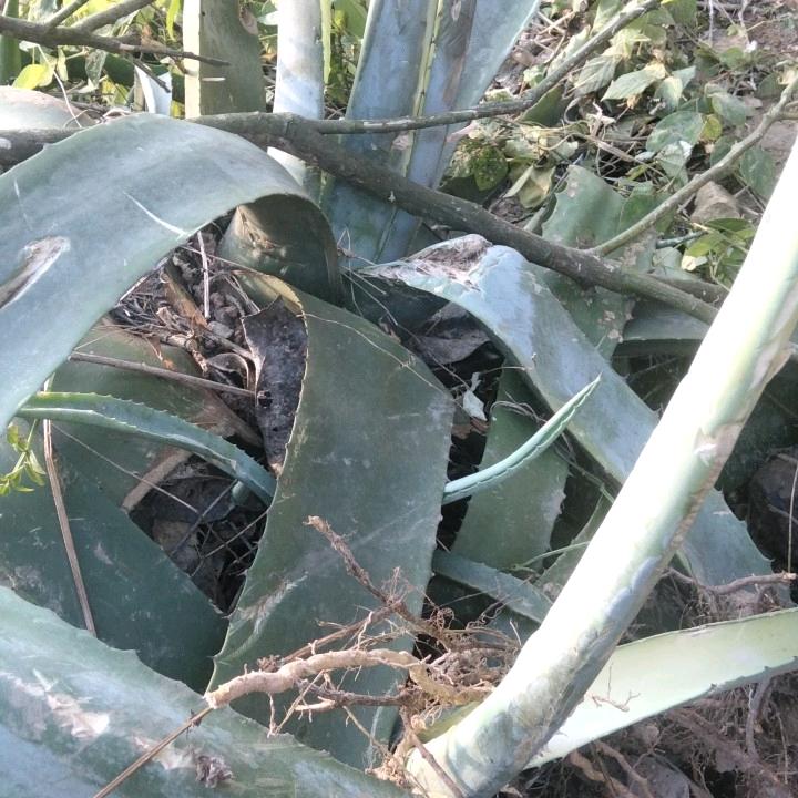 平安🇨🇳🇭🇰