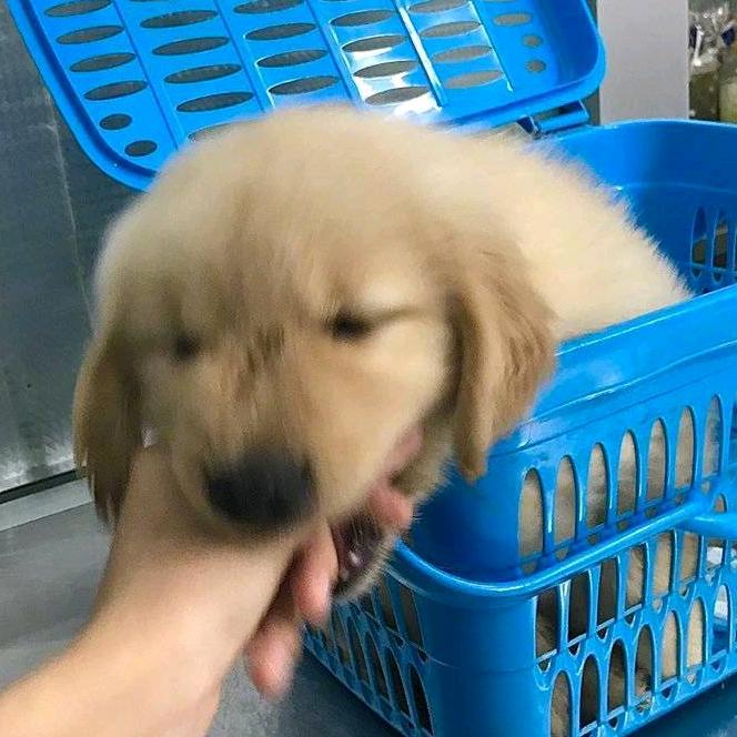 飞翔的二狗