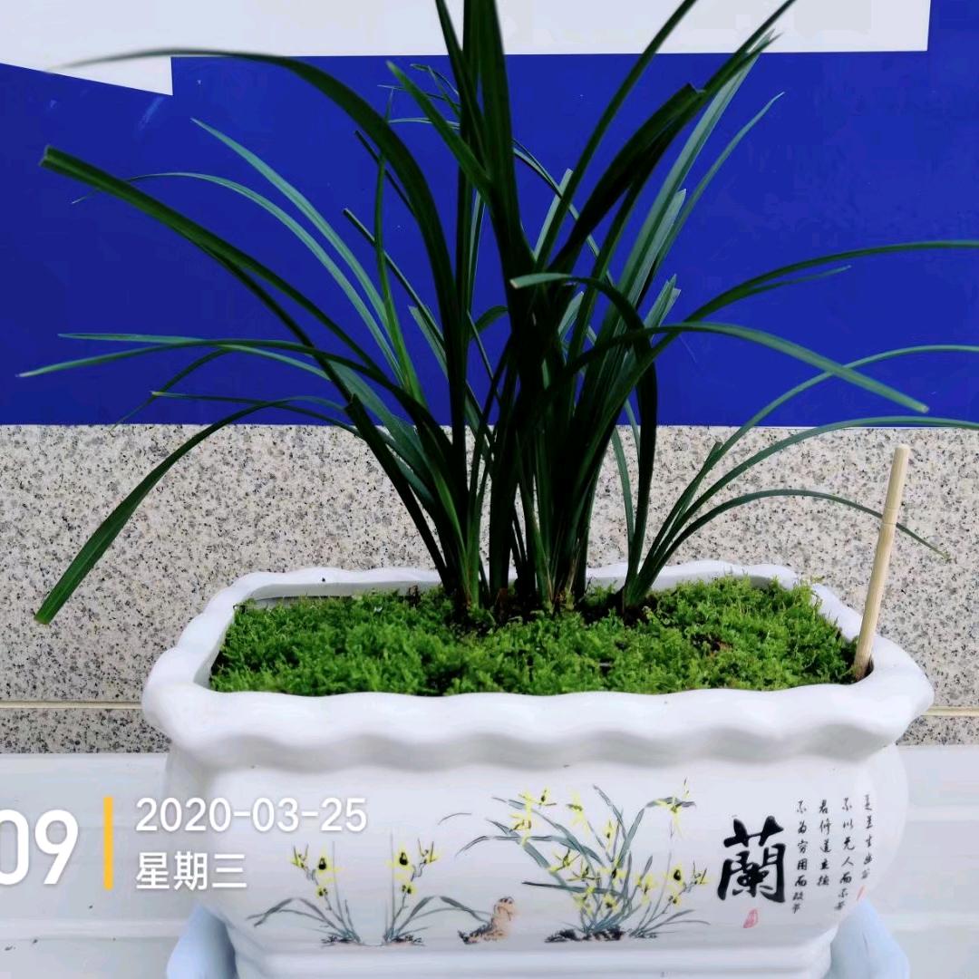 华叔（十三）