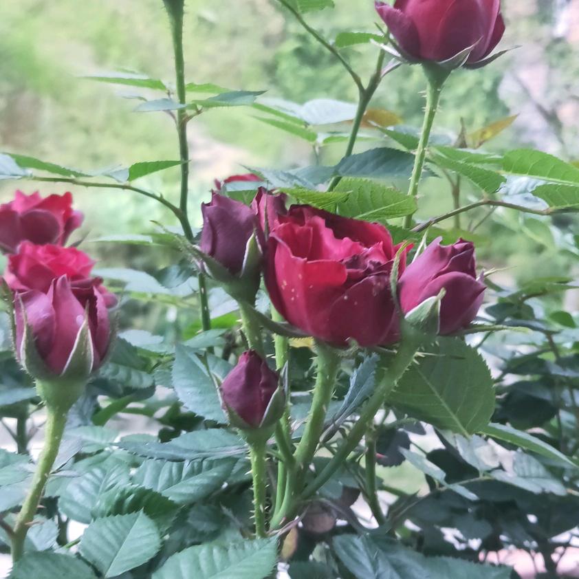 🌹笑颜💋常开🌹