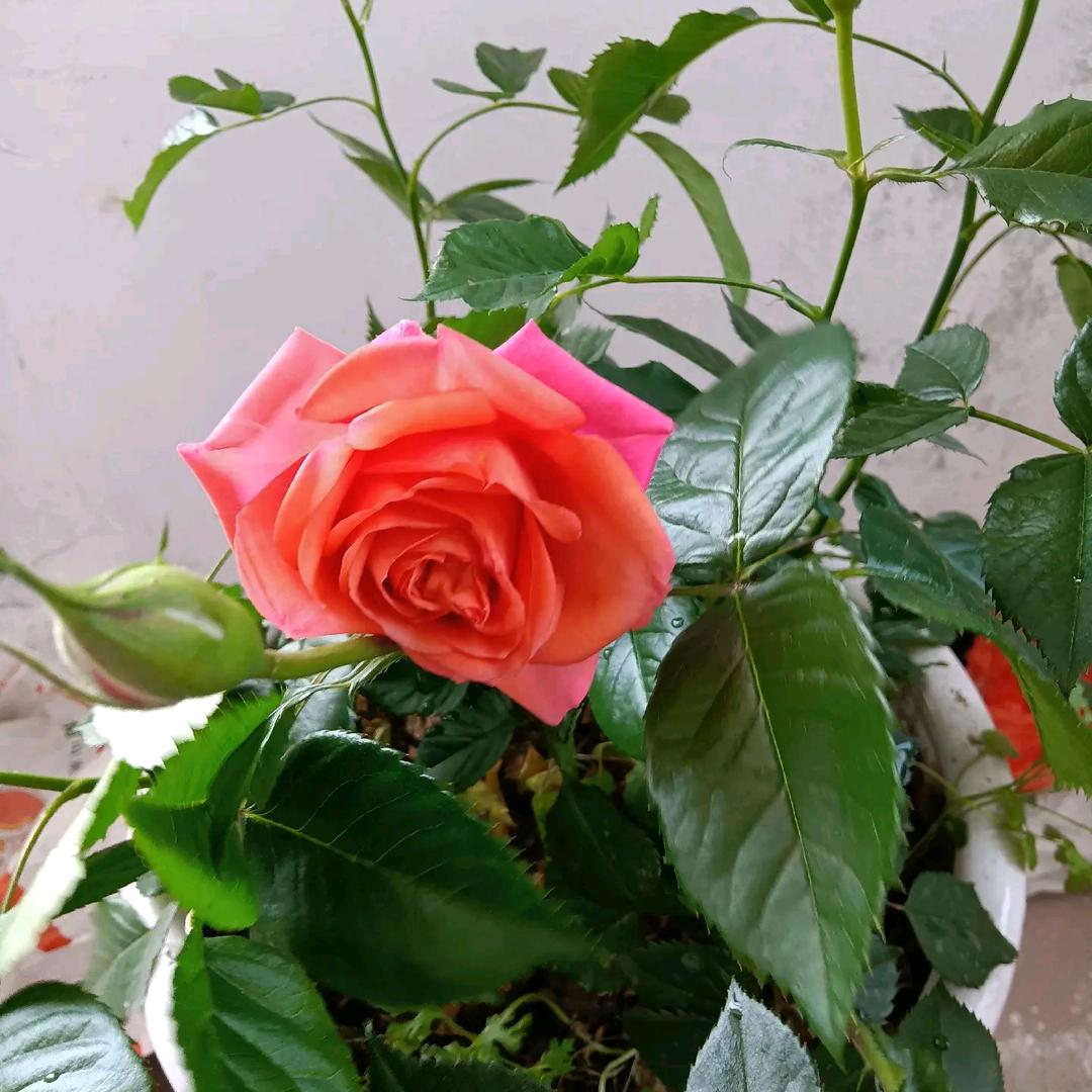 六月云☁️🙂️