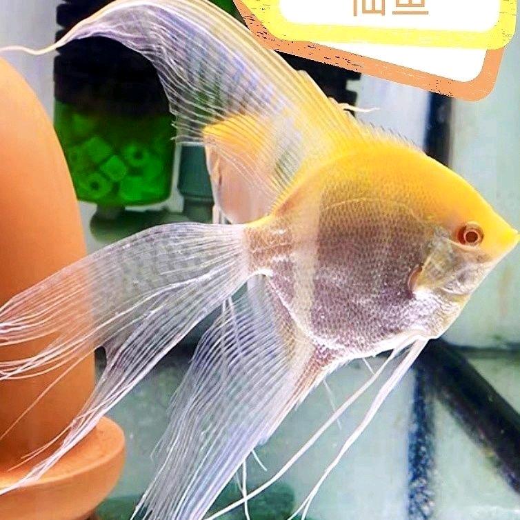 晓晴26398