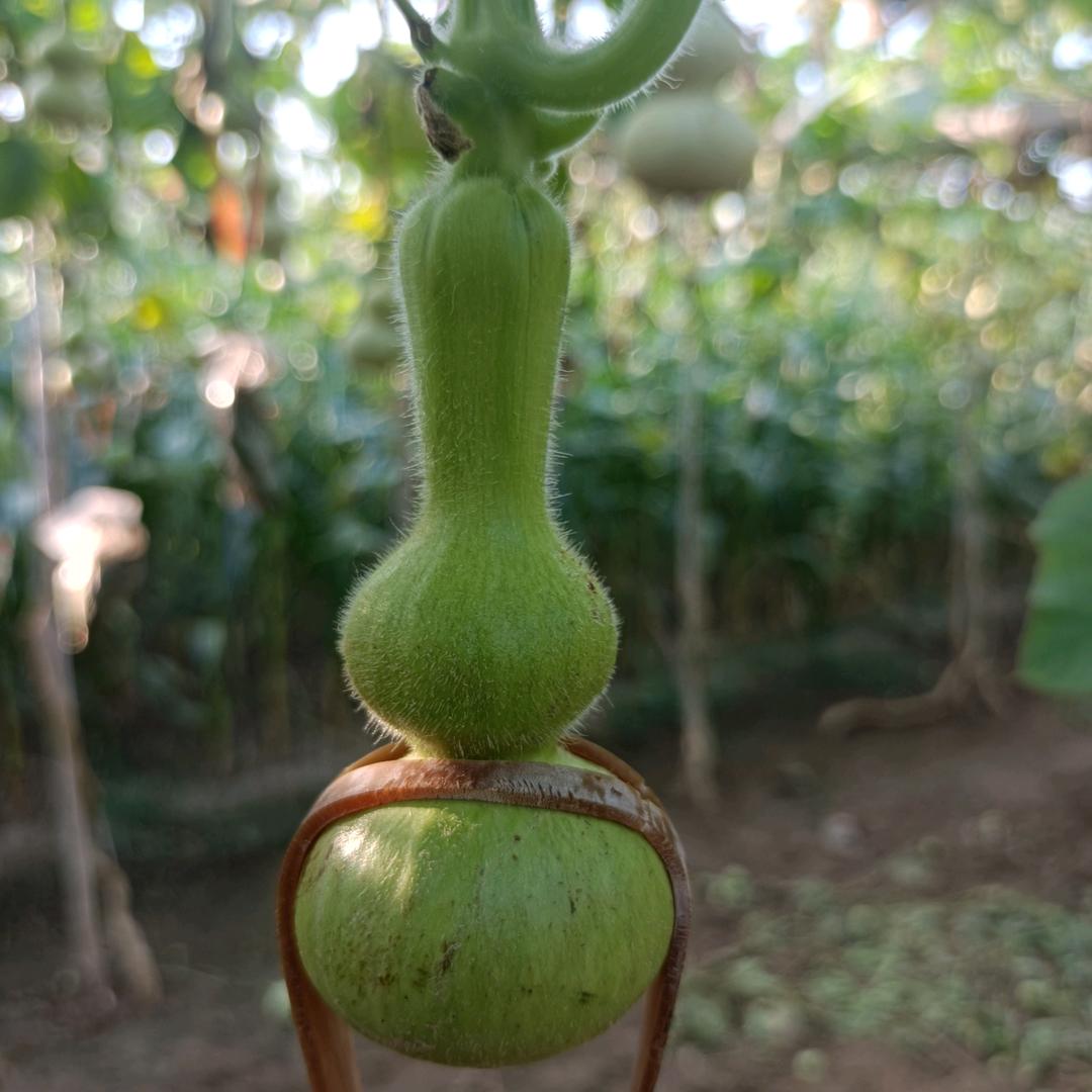 （好人）文玩葫芦种植