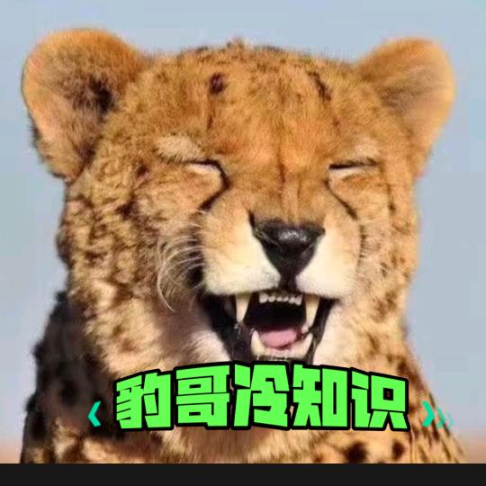@豹哥冷知识