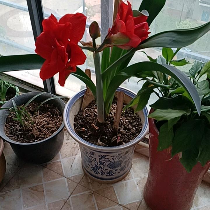 花香姐