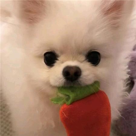 游戏