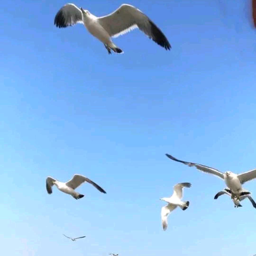 自由飞翔八头像