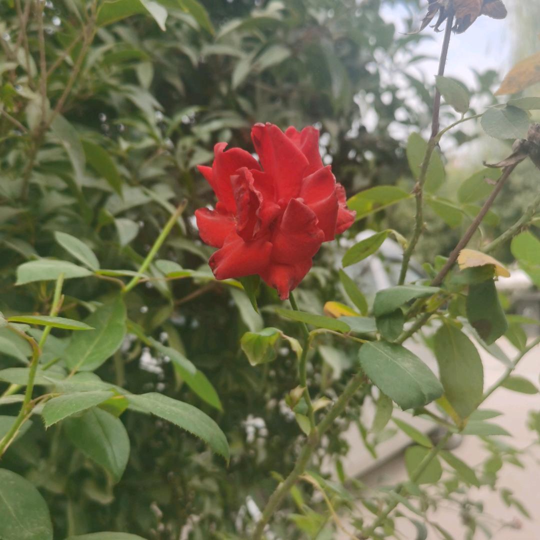 小唐糖玩具
