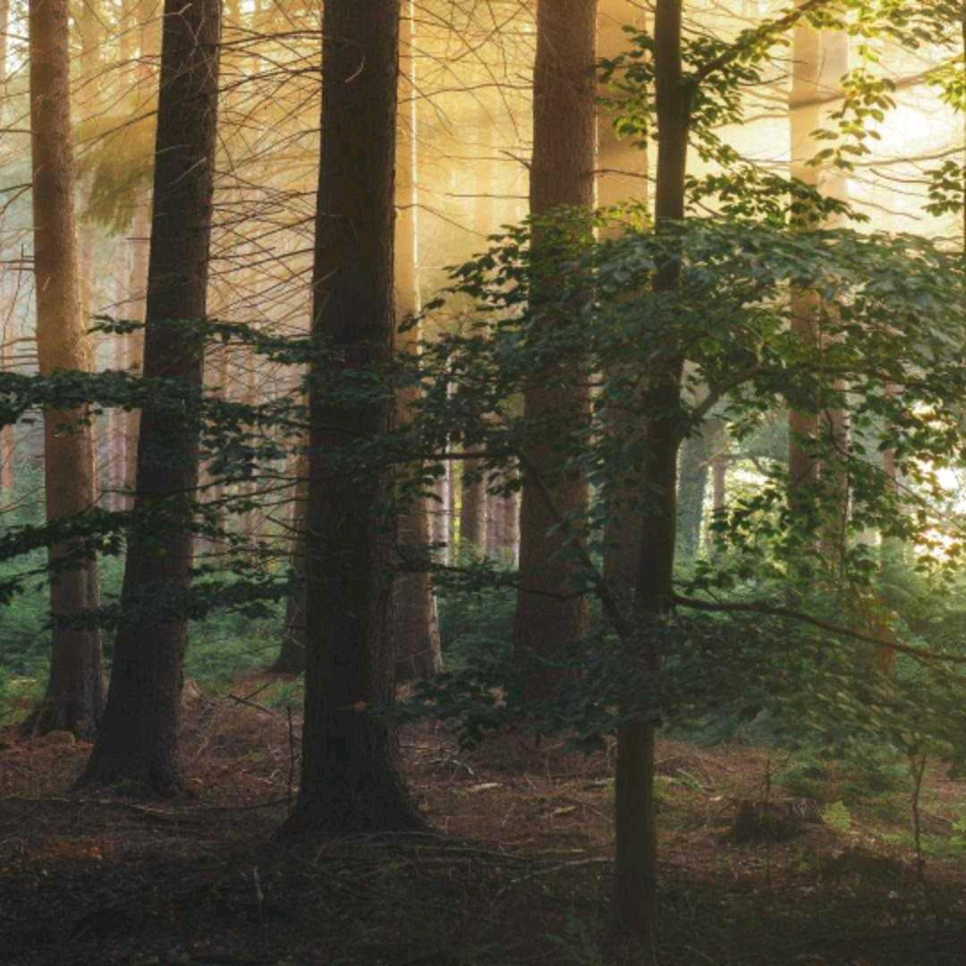 树林丛中