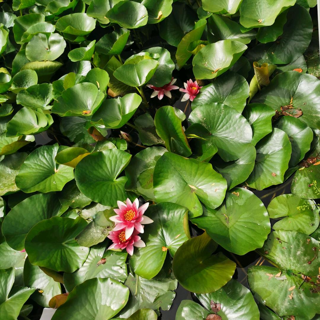 👨‍👩‍👧‍👧