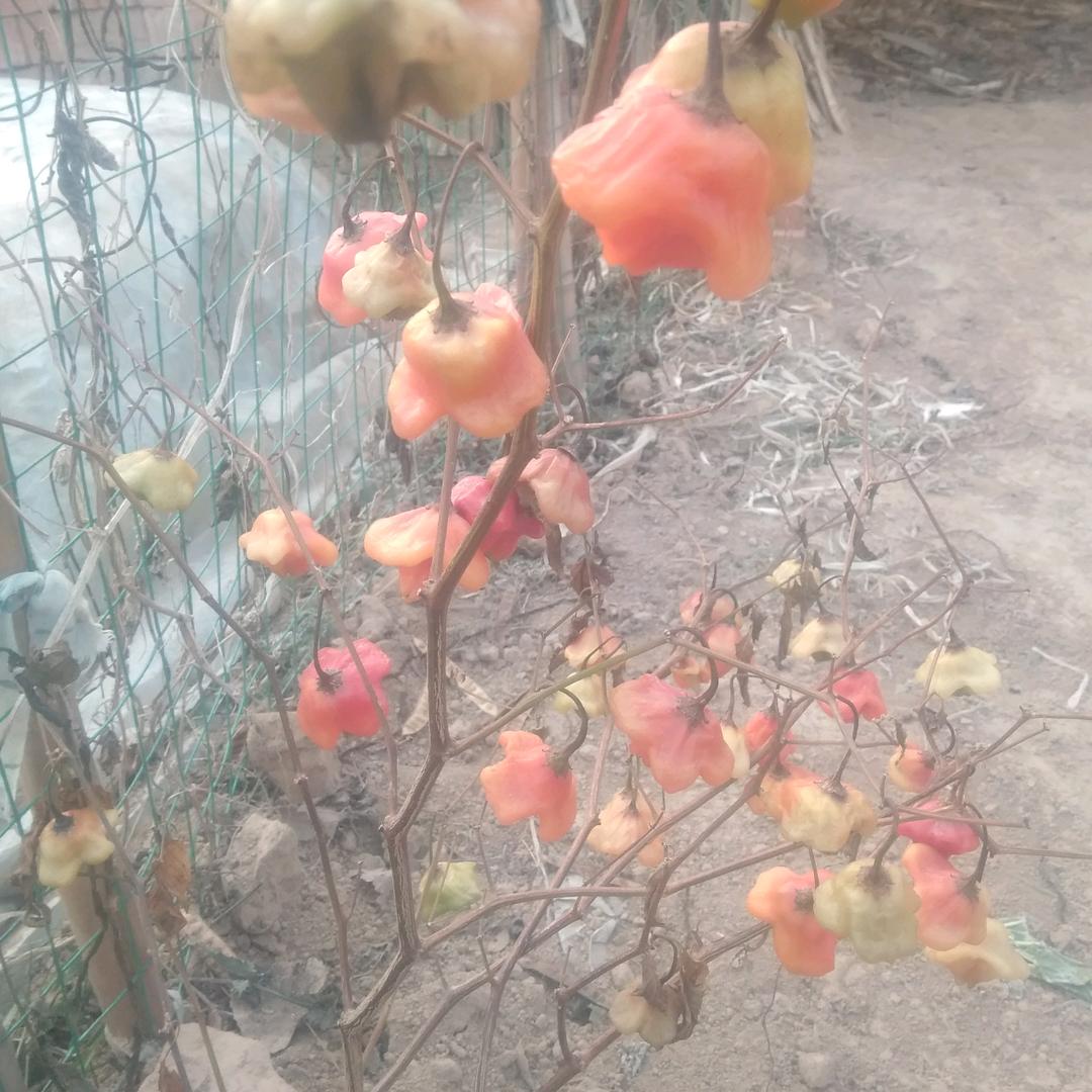 革命无罪
