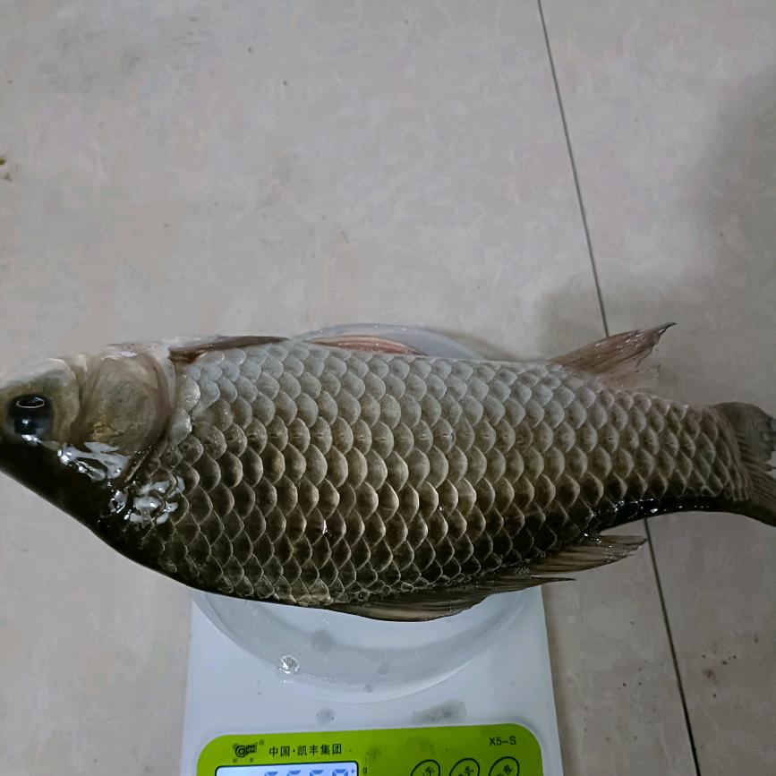 ｛狙鲫战队｝鱼喂饱