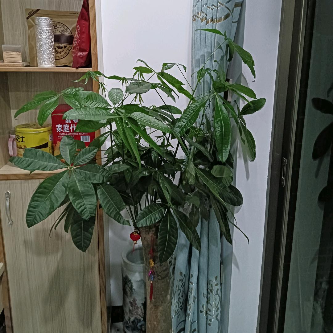 清哥