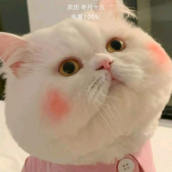 橘猫爱好者