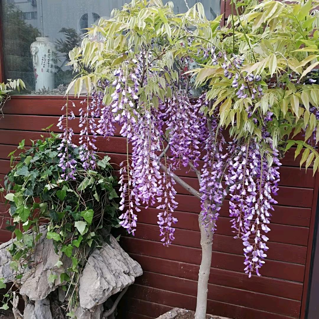 平平淡淡平平淡淡