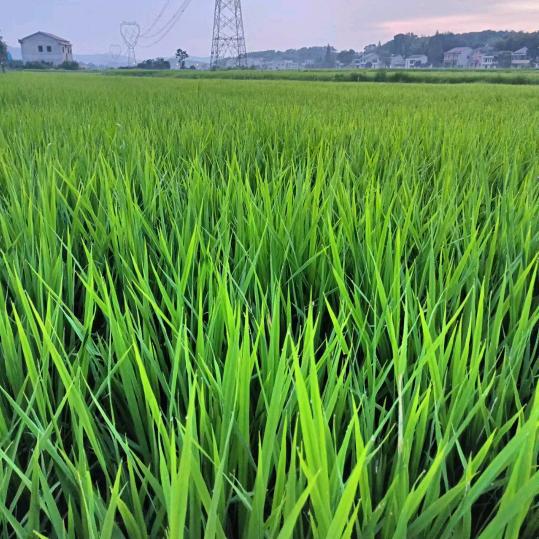 希望农场斌哥