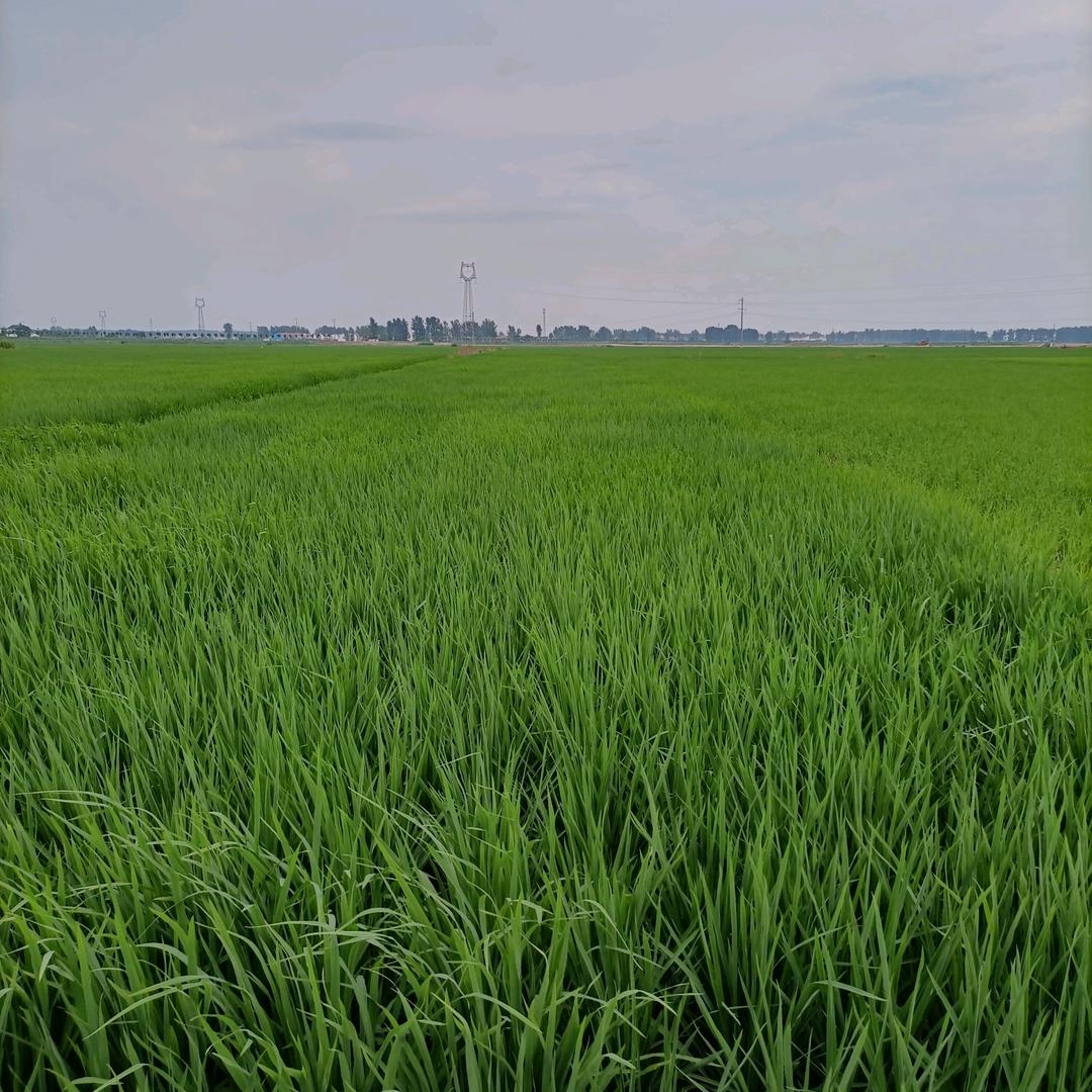 绿色田野