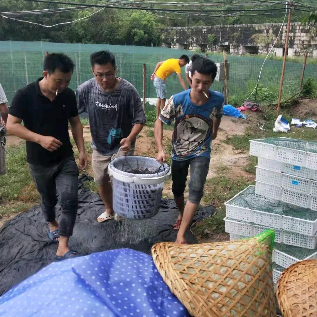 养虾小伙（招养虾助理）