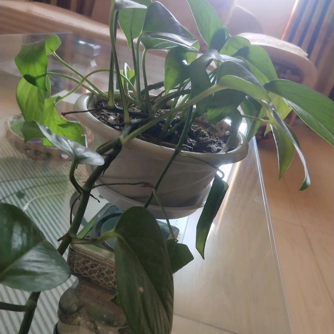 a幸福的约定