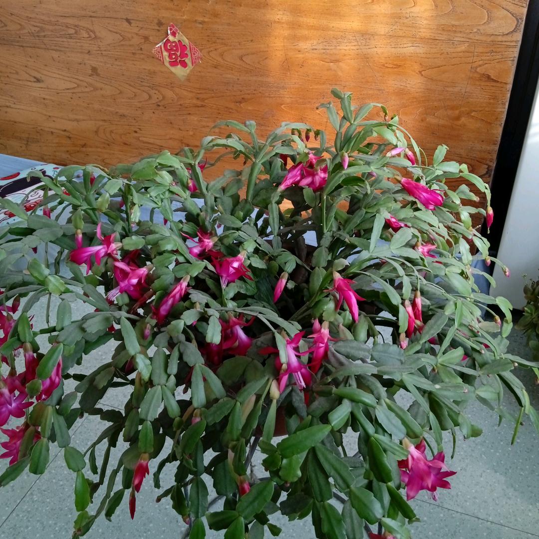 一生幸福(   ･᷅ὢ･᷄ )