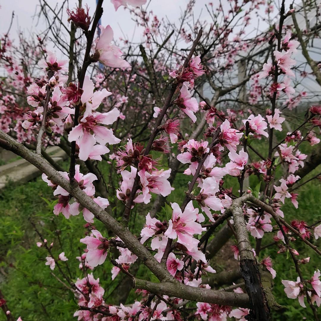 陈橙