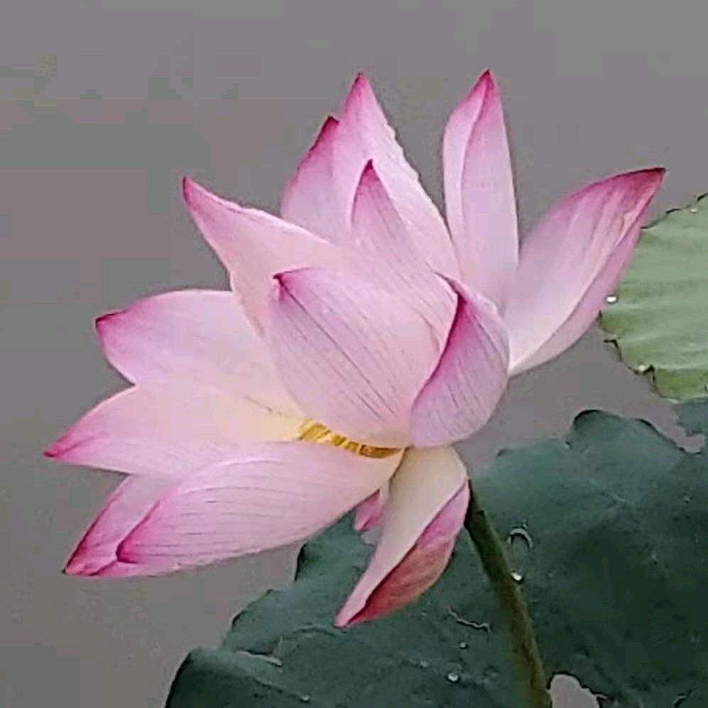 🐎¹¹.₂₄花℘࿐