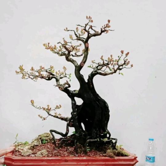 花毒