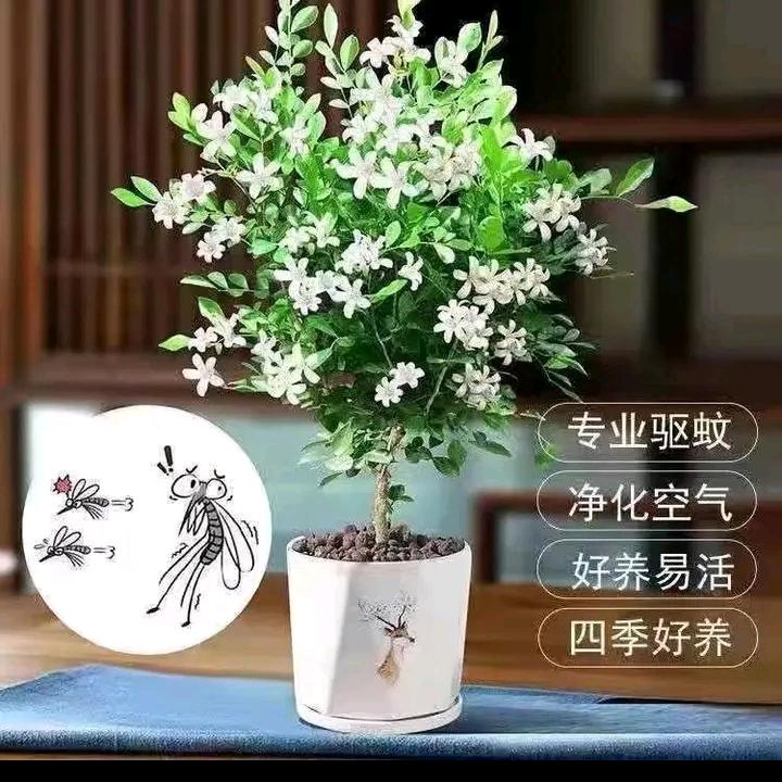 小桃百货店