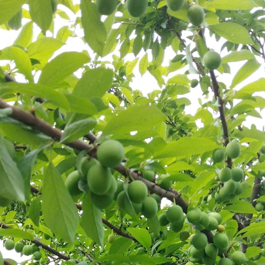 霍记牛羊肉（好邻里农贸市场中清路六里小学