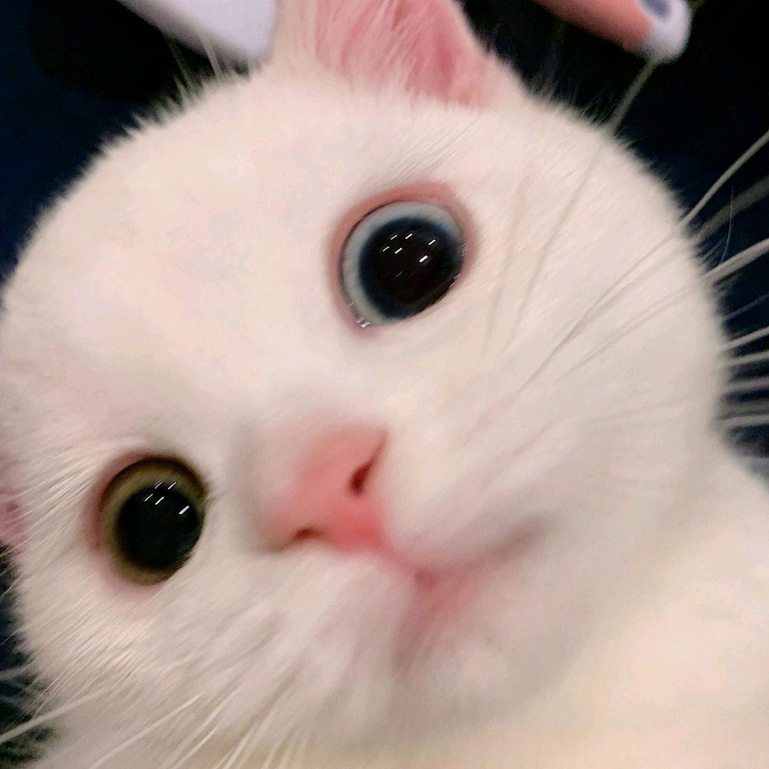 一只碗