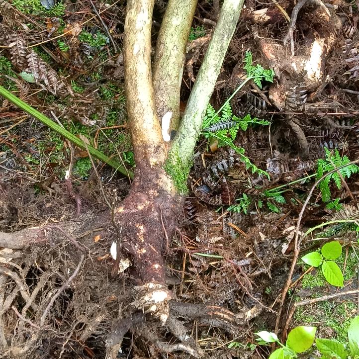 疯狂人生
